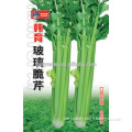 Chinese Celery Seed For Growing-Korean Bred Grass Crisp Celery